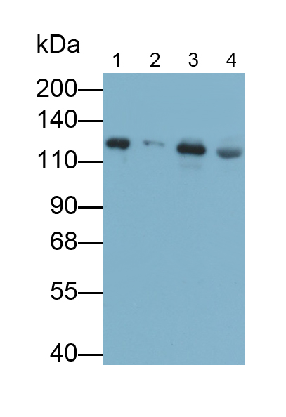 Polyclonal Antibody to Collagen Type III (COL3)