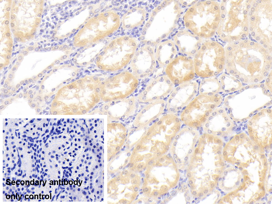 Polyclonal Antibody to Laminin Beta 1 (LAMb1)