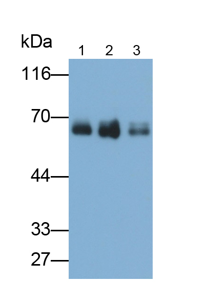 Polyclonal Antibody to Fibrinogen (FG)