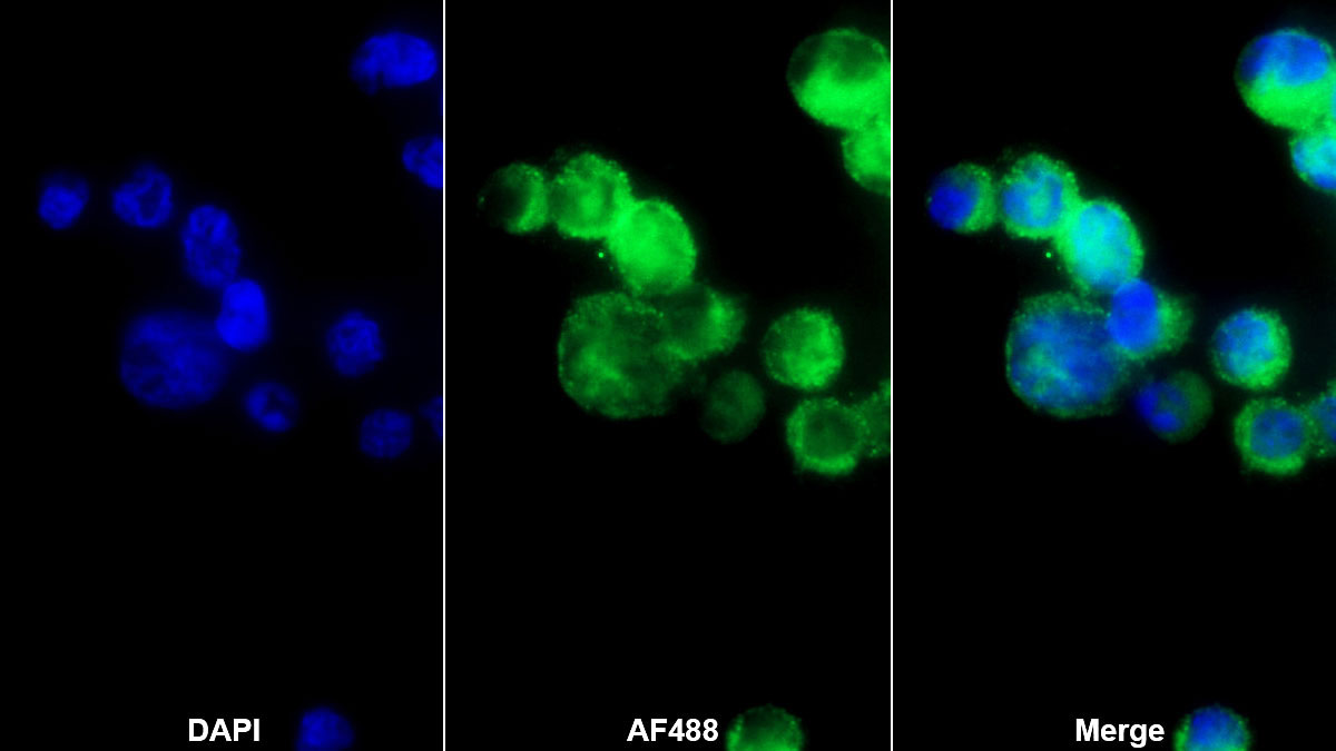 Polyclonal Antibody to Glycoprotein IX, Platelet (GP9)