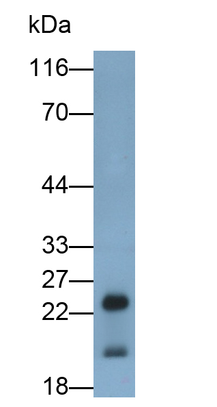 Polyclonal Antibody to Caveolin 1 (CAV1)