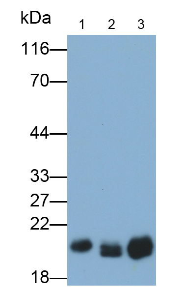 Polyclonal Antibody to Caveolin 1 (CAV1)