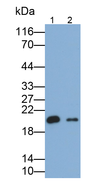 Polyclonal Antibody to Atrial Natriuretic Peptide (ANP)