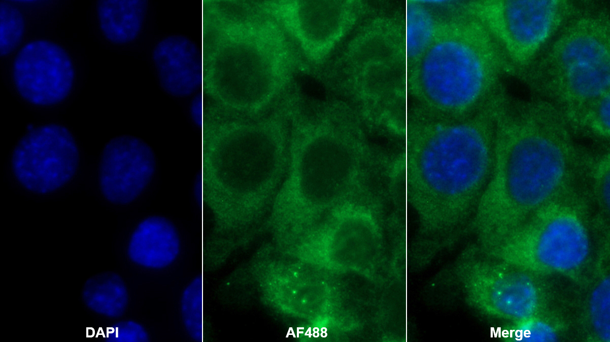 Polyclonal Antibody to Cyclophilin B (CYPB)