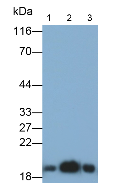 Polyclonal Antibody to Cyclophilin B (CYPB)