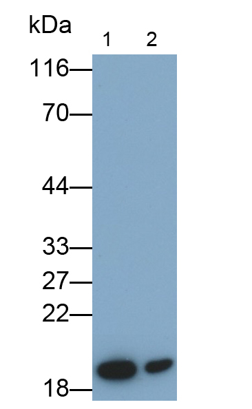 Polyclonal Antibody to Cyclophilin B (CYPB)