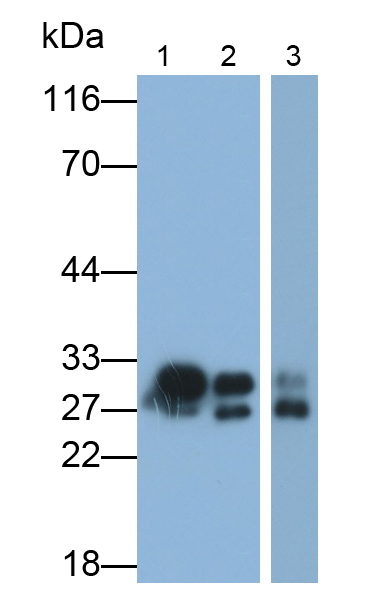 Polyclonal Antibody to Protease, Serine 1 (PRSS1)