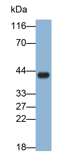 Polyclonal Antibody to Paraoxonase 1 (PON1)