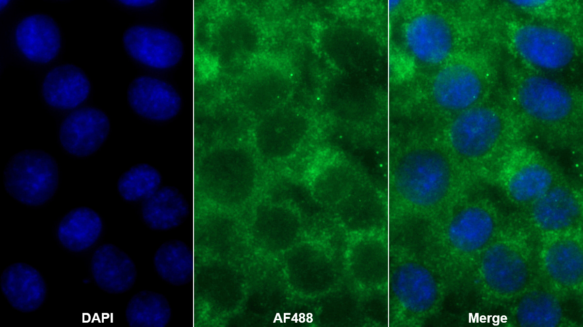 Polyclonal Antibody to Paraoxonase 1 (PON1)