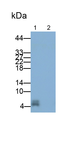 Polyclonal Antibody to Apolipoprotein C1 (APOC1)