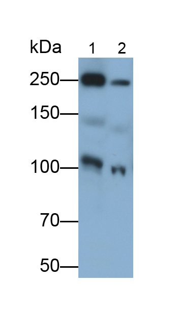Polyclonal Antibody to Maltase-glucoamylase (MGAM)