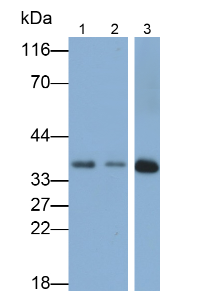 Polyclonal Antibody to Annexin V (ANXA5)