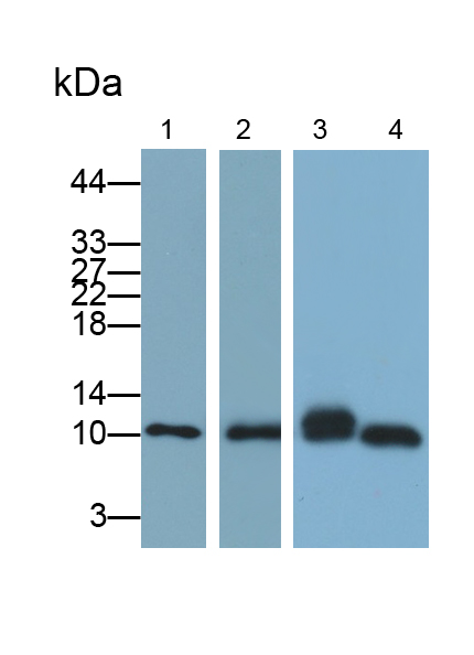 Polyclonal Antibody to Beta-2-Microglobulin (b2M)