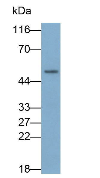 Polyclonal Antibody to Heat Shock Protein 47 (HSP47)
