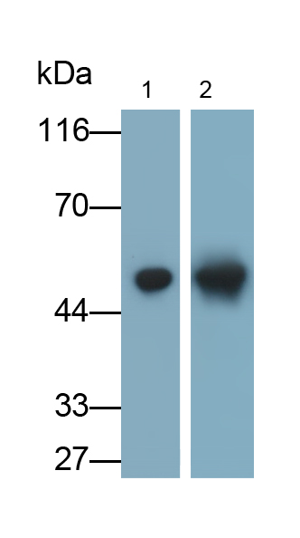 Polyclonal Antibody to Heat Shock Protein 47 (HSP47)