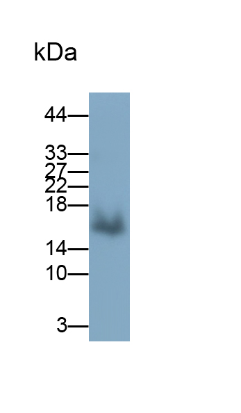 Polyclonal Antibody to Natriuretic Peptide Precursor A (NPPA)