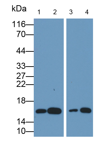 Polyclonal Antibody to Histone H3 (H3)