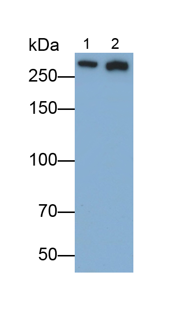 Polyclonal Antibody to Alpha-Fodrin (SPTAN1)