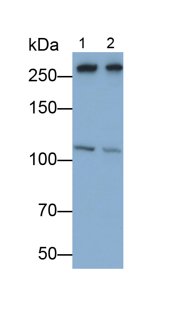 Polyclonal Antibody to Alpha-Fodrin (SPTAN1)