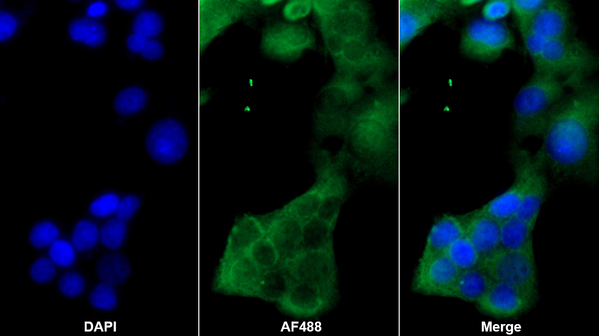Polyclonal Antibody to Glutathione Peroxidase 1 (GPX1)
