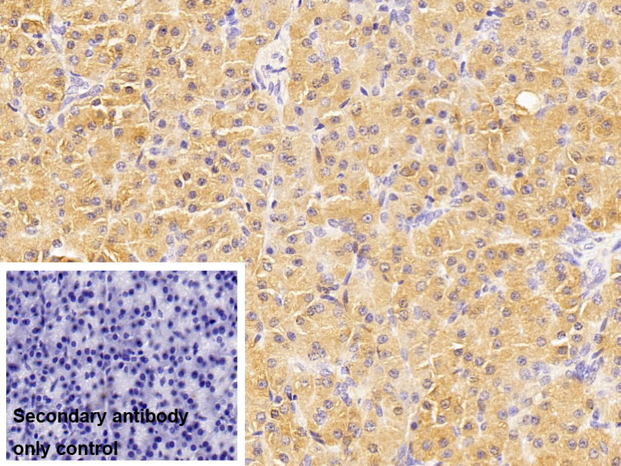 Polyclonal Antibody to Ribonuclease A (RNase A)