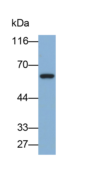 Polyclonal Antibody to Neutrophil Cytosolic Factor 2 (NCF2)