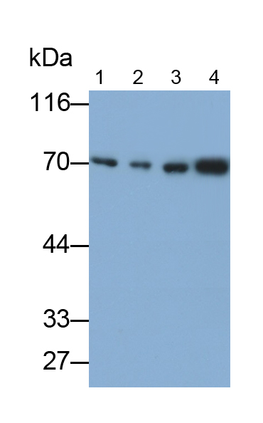 Polyclonal Antibody to Heat Shock 70kDa Protein 1B (HSPA1B)