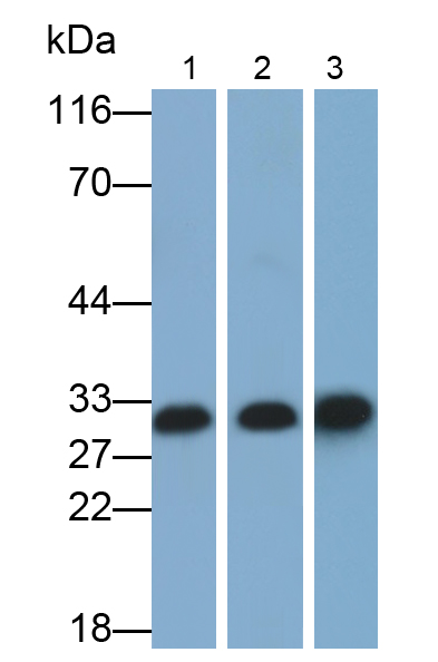 Polyclonal Antibody to Galectin 3 (GAL3)