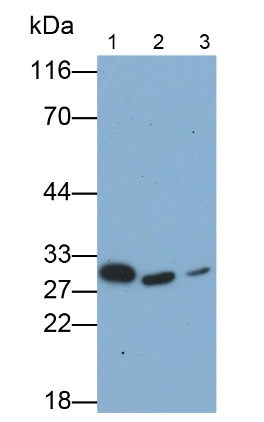 Polyclonal Antibody to Galectin 3 (GAL3)
