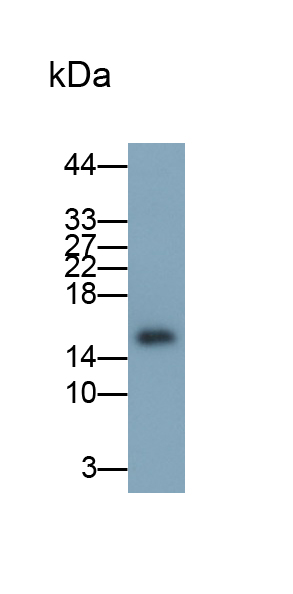 Polyclonal Antibody to Galectin 7 (GAL7)