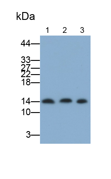 Polyclonal Antibody to Galectin 1 (GAL1)