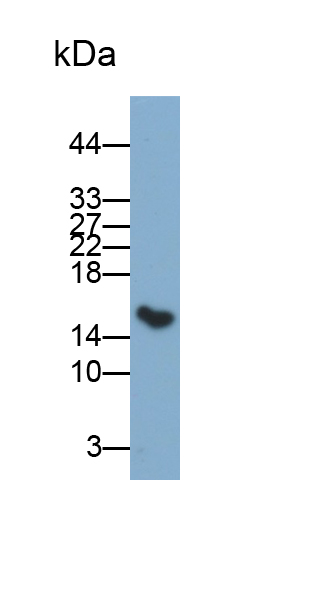 Polyclonal Antibody to Galectin 1 (GAL1)