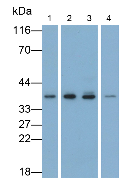 Polyclonal Antibody to Heterogeneous Nuclear Ribonucleoprotein A2/B1 (HNRPA2B1)