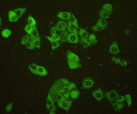 Polyclonal Antibody to Sp100 Nuclear Antigen (Sp100)