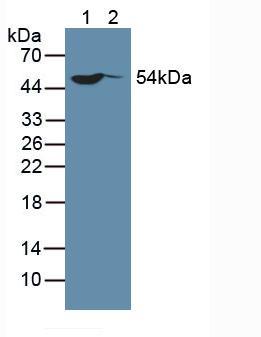 Polyclonal Antibody to Sp100 Nuclear Antigen (Sp100)