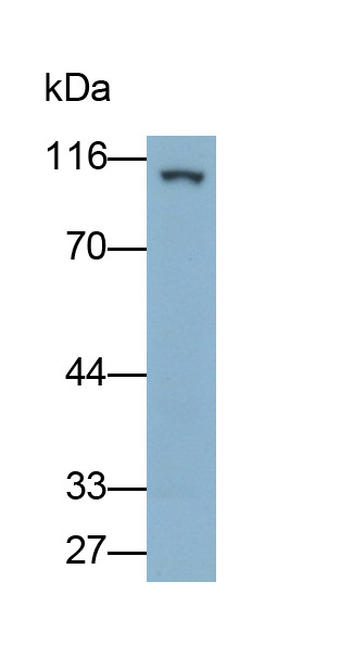 Polyclonal Antibody to Platelet/Endothelial Cell Adhesion Molecule (PECAM1)