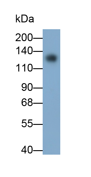 Polyclonal Antibody to Platelet/Endothelial Cell Adhesion Molecule (PECAM1)