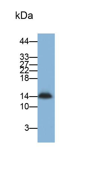 Polyclonal Antibody to Copeptin (CPP)