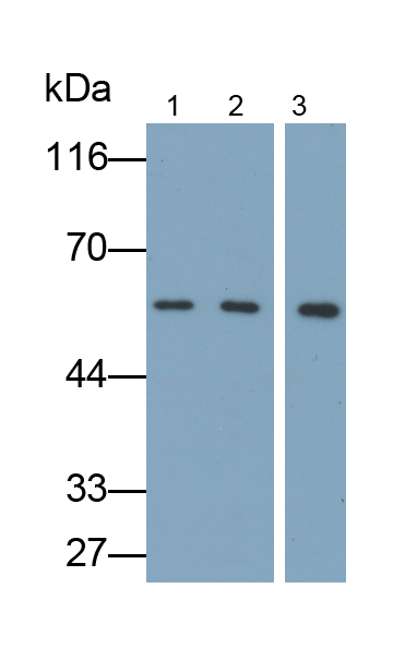 Polyclonal Antibody to Gelsolin (GSN)