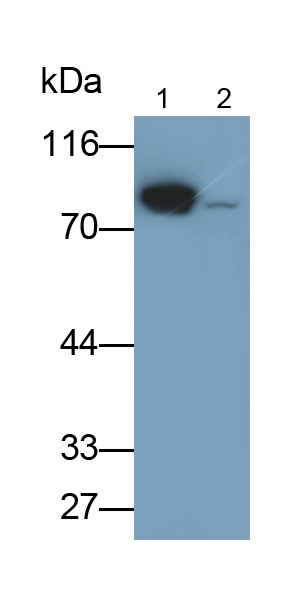 Polyclonal Antibody to Gelsolin (GSN)