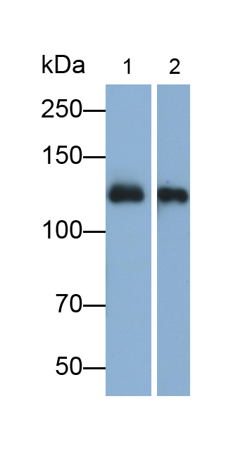 Polyclonal Antibody to Complement Component 3a (C3a)