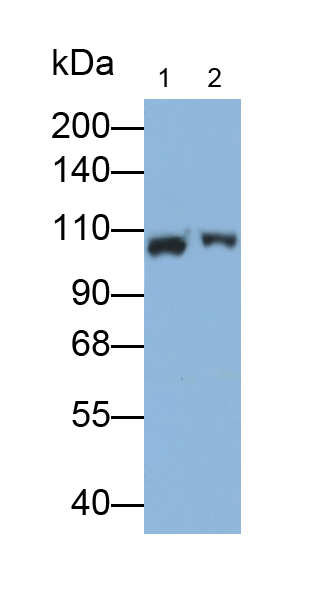 Polyclonal Antibody to Complement Component 3a (C3a)