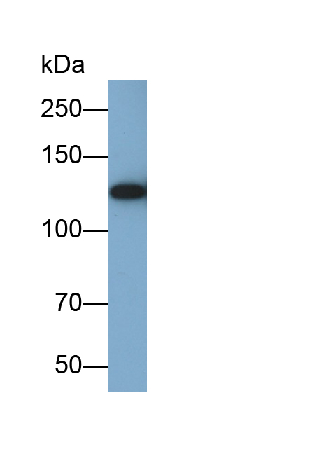 Polyclonal Antibody to Complement Component 3a (C3a)