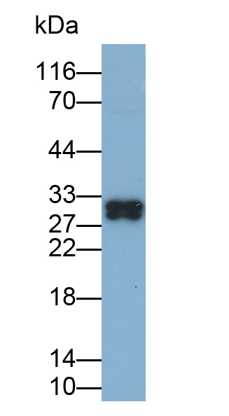 Polyclonal Antibody to High Mobility Group Protein 1 (HMGB1)