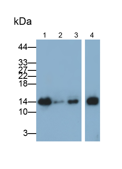 Polyclonal Antibody to Retinol Binding Protein 1, Cellular (RBP1)