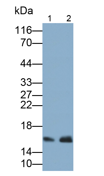 Polyclonal Antibody to Mucin 1 (MUC1)