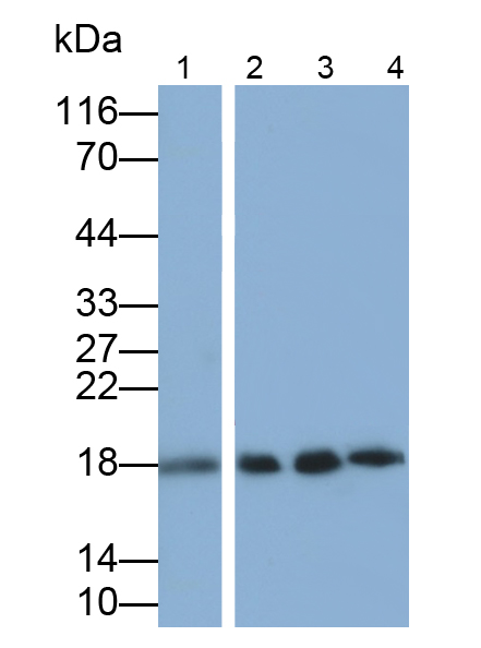 Polyclonal Antibody to Mucin 1 (MUC1)