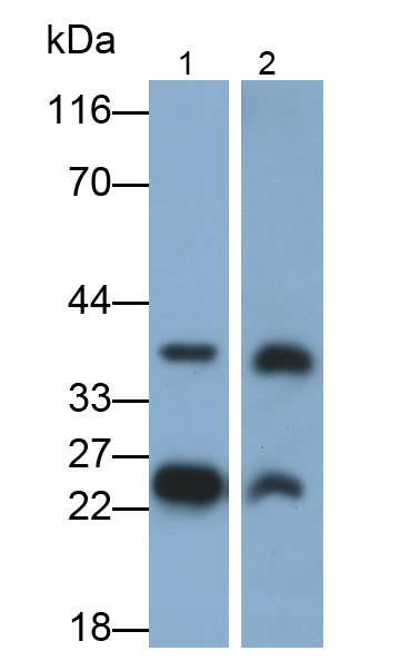 Polyclonal Antibody to Myelin Oligodendrocyte Glycoprotein (MOG)