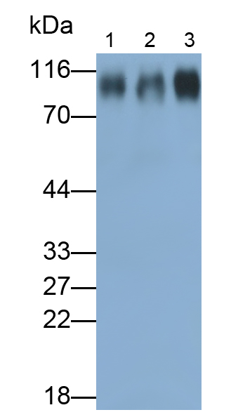 Polyclonal Antibody to Myelin Associated Glycoprotein (MAG)