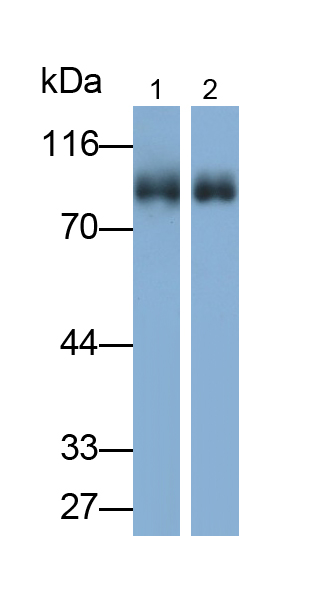 Polyclonal Antibody to Myelin Associated Glycoprotein (MAG)